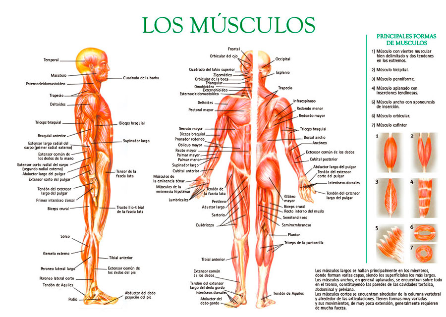 Músculos del cuerpo